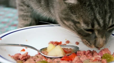 Slow motion close up footage of tabby cat eating into a dish Stock Footage 40290184