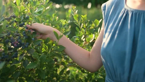 Slow motion close-up footage of woman's hands holding a basket with blueberries Stockbeeldmateriaal 244356342