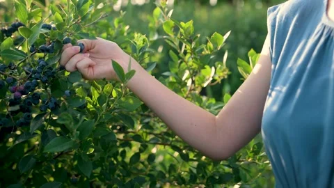 Slow motion close-up footage of woman's hands holding a basket with blueberries Stockbeeldmateriaal 244949664
