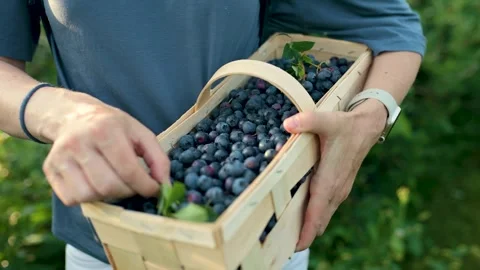Slow motion close-up footage of woman's hands holding a basket with blueberries 스톡 동영상 248482219