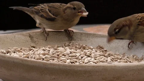Slow-motion, Close-up: Four house sparrows eating sunflower seeds, bird feeding Stock Footage 99106309