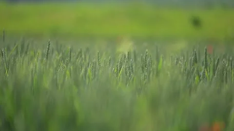 Slow motion close-up of fresh green wheat dancing in the wind on a sunny spring Stock Footage 307625676