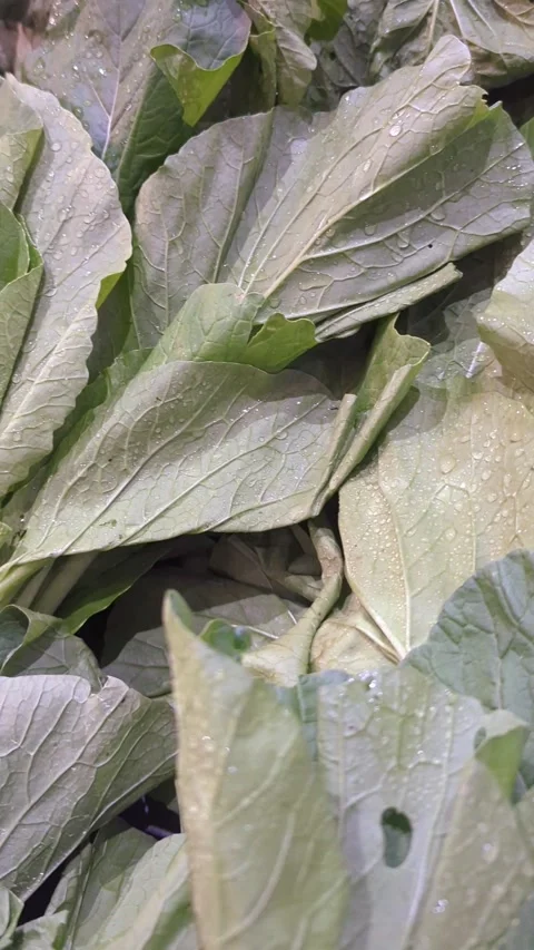 Slow Motion Close-up of Fresh Green Mustard Greens with Water Droplets 库存影片 328973417