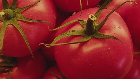 Slow motion close up of fresh whole tomatoes. Macro. Solanum lycopersicum Video stock 272797009