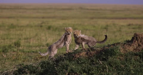 Slow motion close-up front view of cute young cheetah cubs interacting  Stock Footage 160731656