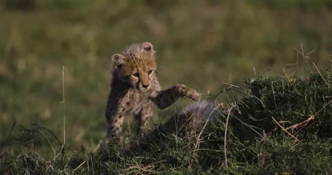 Slow motion close-up front view of cute young cheetah cubs playing  Stock Footage 160794380