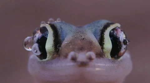 Slow motion close-up of funny web footed gecko licking moisture from its eye Stock Footage 64695916