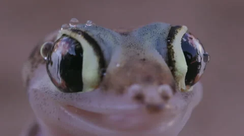 Slow motion close-up of funny web footed gecko licking moisture from its eye Video stock 64695920