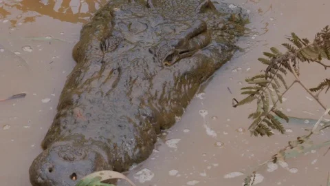 Slow Motion Close Up of Giant Crocodile Opening Jaws Video stock 116752935