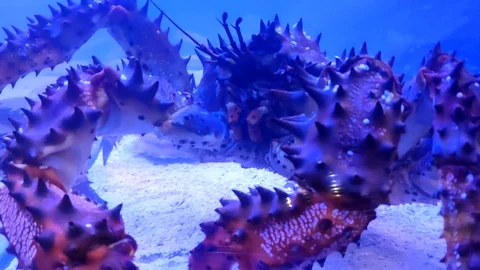 Slow motion close up of a giant red king crab clawling, blue light Stock Footage 124648900