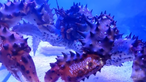 Slow motion close up of a giant red king crab clawling, blue light Video stock 124648938