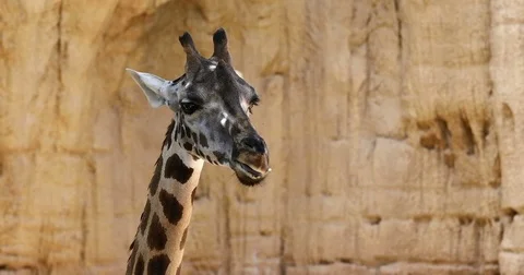 Slow Motion Close-up of a Giraffe Head Stock Footage 80065470