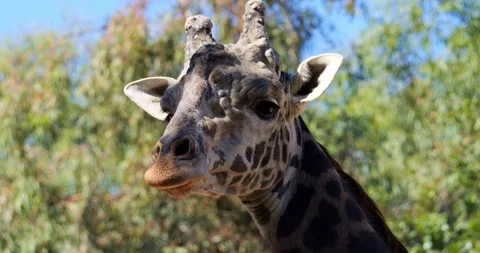 Slow motion close up of a giraffe head Stock Footage 328382223