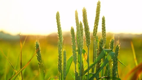 Slow motion close-up glow of sunset on a beautiful vast yellow field of ripe Stock Footage 110692276