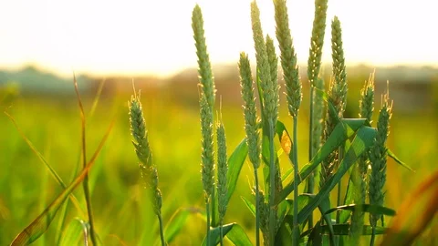 Slow motion close-up glow of sunset on a beautiful vast yellow field of ripe Stock Footage 110692317