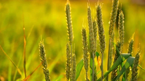 Slow motion close-up glow of sunset on a beautiful vast yellow field of ripe Stock Footage 110692432