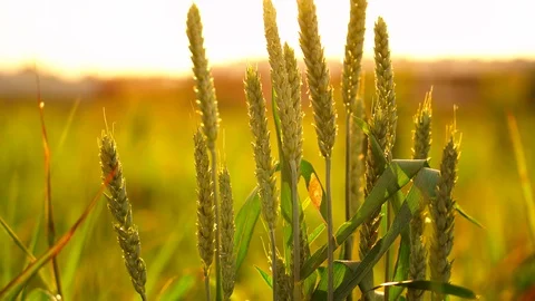 Slow motion close-up glow of sunset on a beautiful vast yellow field of ripe Stock Footage 110692470