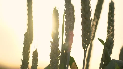 Slow motion close-up glow of sunset on a beautiful vast yellow field of ripe Video stock 110692606
