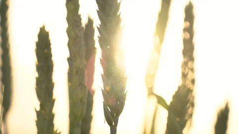 Slow motion close-up glow of sunset on a beautiful vast yellow field of ripe Stock Footage 110692656