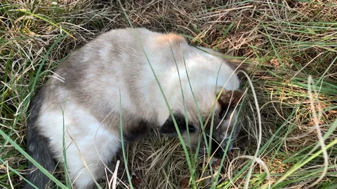 Slow motion close up gorgeous blue-eyed tortoiseshell siamese cat in grass Stock Footage 146756914