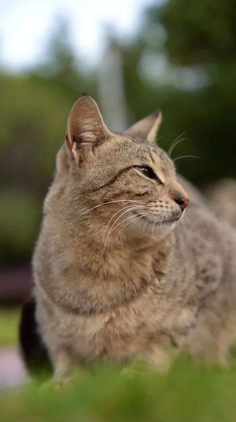 Slow-Motion Close-Up of a Graceful Tabby Cat in Natural Surroundings Stock-Footage 299727281