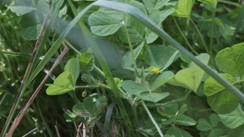 Slow motion close-up of grass and clovers Stock Footage 126653495