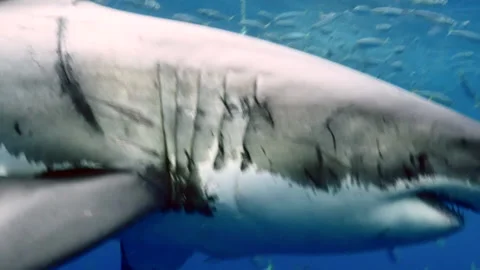 Slow motion Close-up of a great white shark underwater Guadeloupe. Stock Footage 150611067
