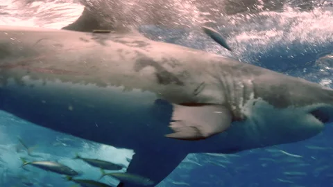 Slow motion Close-up of a great white shark underwater Guadeloupe. 動画素材 154171537
