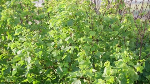 Slow Motion Close-up, Green Coastal Foliage Moving Gently in Summer Light 库存影片 336903339