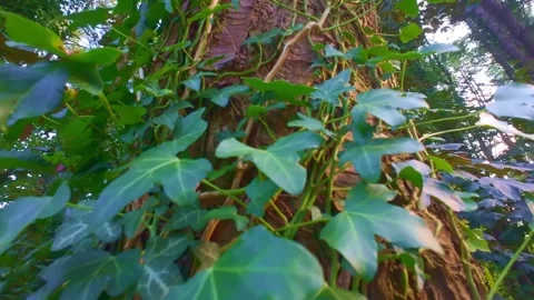 Slow motion close up of green ivy leaves on tree trunk Stock Footage 340438592