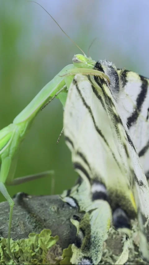 Slow motion, Close-up of Green praying mantis sits on tree Stock Footage 205812809