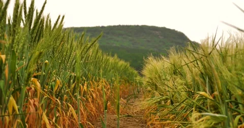 Slow motion. Close up of Green Spikelets. Agriculture, Farming, Cereal. Stock Footage 130595388