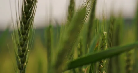 Slow motion. Close up of Green Spikelets. Agriculture, Farming, Cereal. Stock Footage 130595662