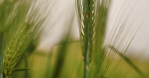 Slow motion. Close up of Green Spikelets. Agriculture, Farming, Cereal. Stock Footage 130596722
