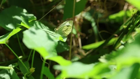 Slow Motion Close up of Green Veined White Butterfly (Pieris napi), UK Stock Footage 343755784