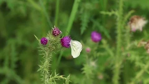 Slow Motion Close up of Green Veined White Butterfly (Pieris napi), UK Stock Footage 343756200