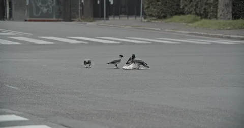 Slow motion close up of  group of crows eating a dead animal in a crossroad Stock Footage 127777231