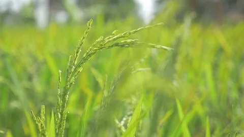 Slow Motion Close up of growing rice 動画素材 90459879