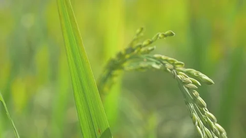Slow Motion Close up of growing rice 库存影片 90459895