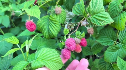 Slow motion close-up of a hand picking ripe raspberries from the bush Stock Footage 339488017