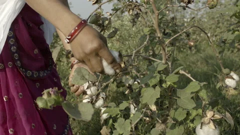 Slow motion close up of hand removing cotton from plant Stock Footage 133009002