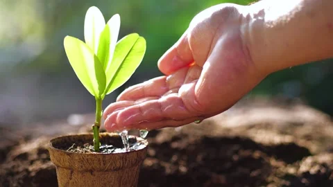 Slow motion Close up of hand watering a small green plant in a pot Stock Footage 327886872