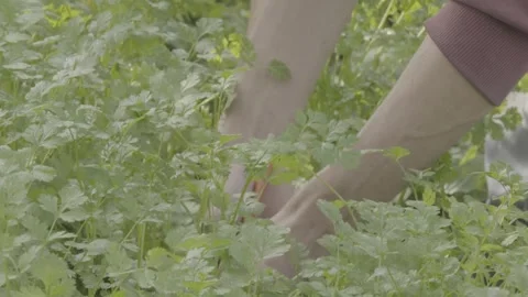 Slow Motion Close-up of Hands Harvesting Fresh Parsley (Salsinha) in Garden Stock Footage 320634377
