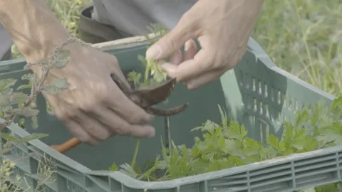 Slow Motion Close-up of Hands Harvesting Fresh Parsley (Salsinha) in Garden Stock Footage 320634381
