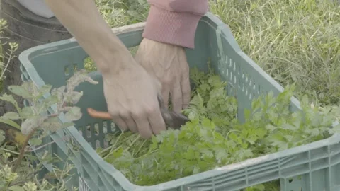 Slow Motion Close-up of Hands Harvesting Fresh Parsley (Salsinha) in Garden Stock Footage 320634388