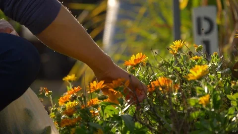 Slow motion close up of hands picking orange flowers in community garden Stock Footage 122866533