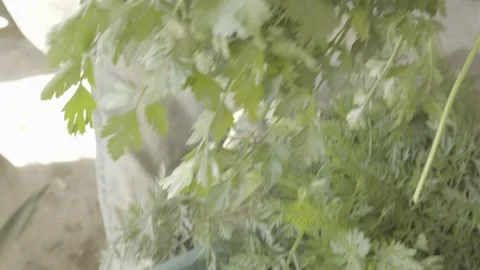 Slow Motion Close-up of Hands Preparing a Bunch of Fresh Parsley for Sale Stock Footage 320634718