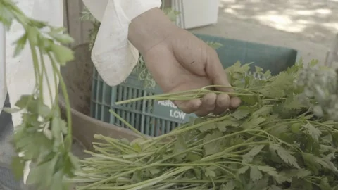 Slow Motion Close-up of Hands Preparing a Bunch of Fresh Parsley for Sale Stock Footage 320634740