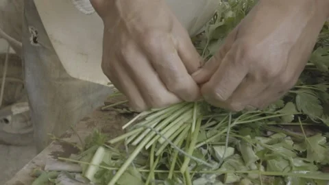 Slow Motion Close-up of Hands Preparing a Bunch of Fresh Parsley for Sale Stock Footage 320634762