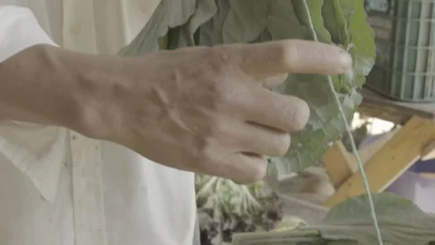 Slow Motion Close-up of Hands Trimming and Tying a Bunch of Fresh Kale/Cabbage Stock Footage 320634691